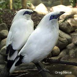 Bali mynah Bali mynah